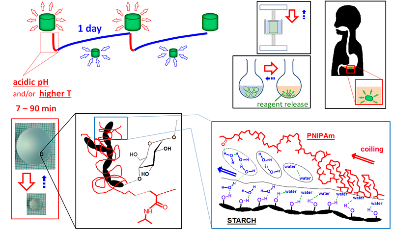 Fig. 2 Monolithic non-porous PNIPA hydrogels intercalated by starch: materials with a tunable very fast to moderately slow one-way response to pH and temperature – potential actuators or drug release materials.