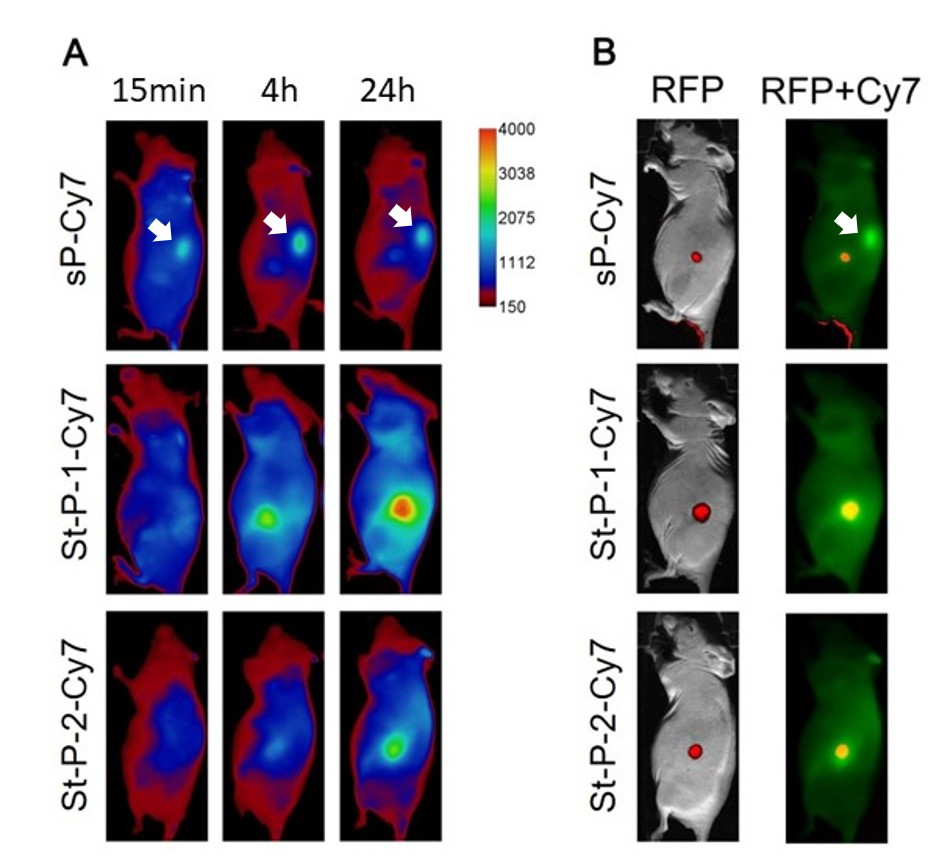 Tumor visualisation in a mouse model with a polymer probe