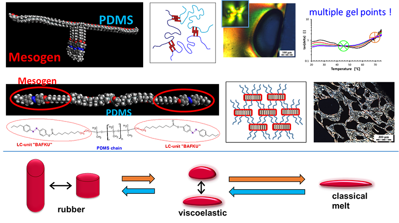 Fig. 3 Supra-molecularly assembled elastomeric networks based on liquid-crystalline copolymers – potential smart elastomers or liquids for soft robotics.