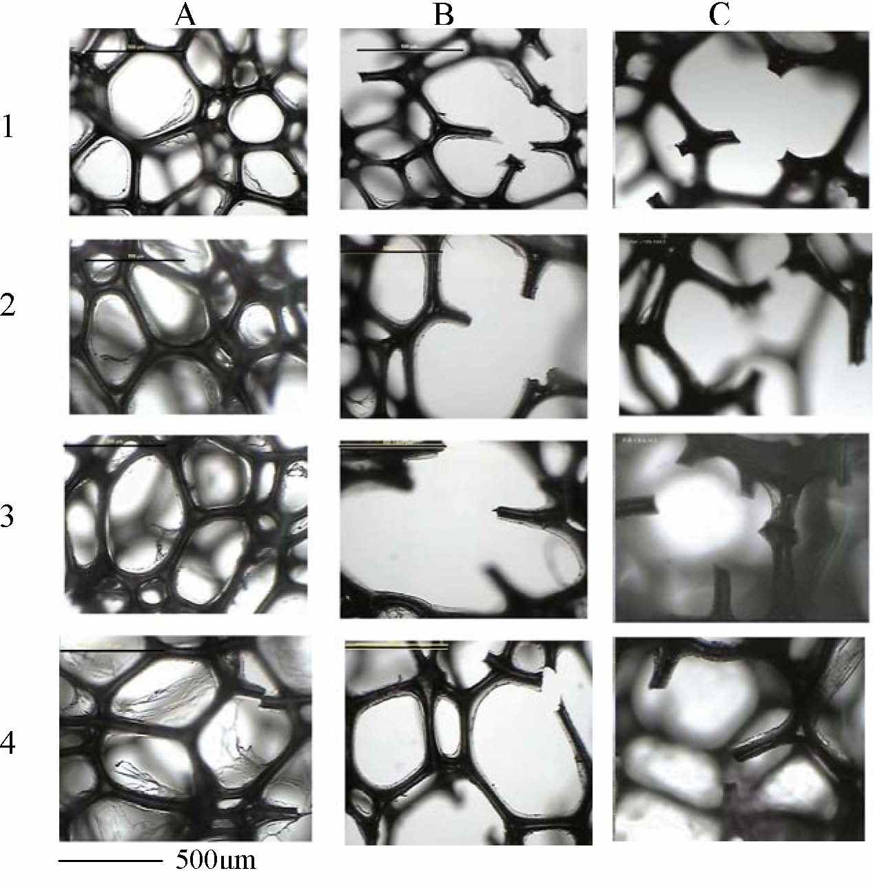 Fig. 2: Light micrographs
